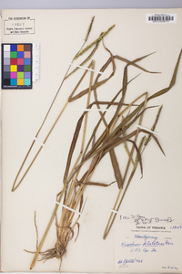 Paspalum dilatatum image