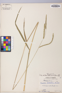 Paspalum dilatatum image