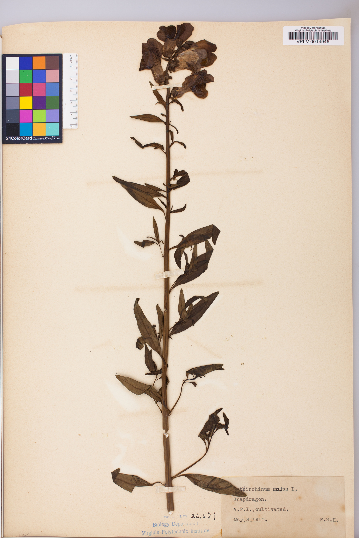 Antirrhinum majus image