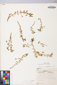 Bacopa monnieri image