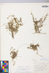 Callitriche heterophylla image