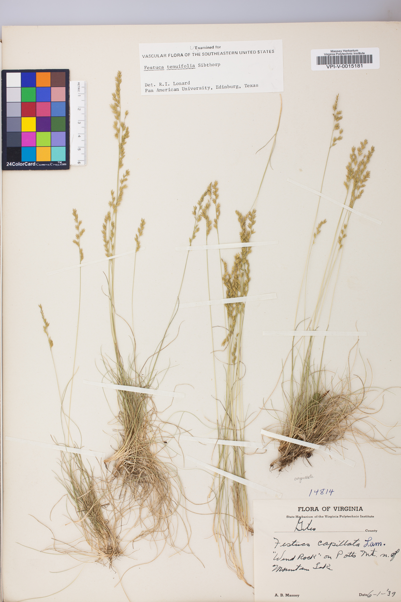 Festuca filiformis image