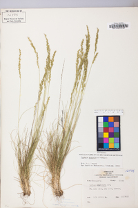 Festuca filiformis image