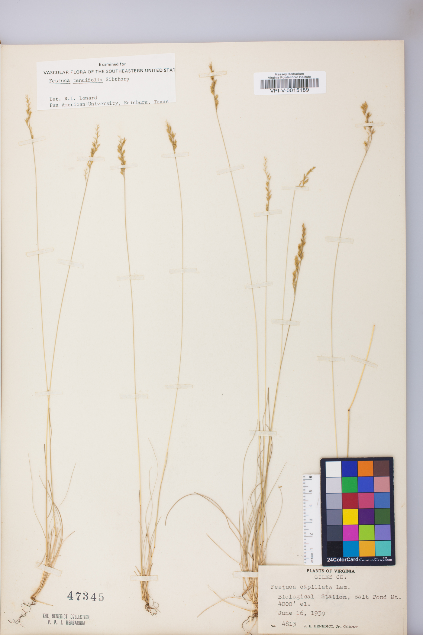 Festuca filiformis image