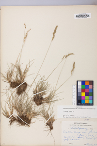 Festuca ovina image