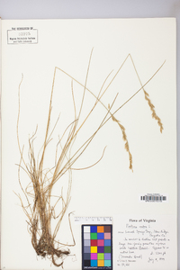 Festuca rubra image