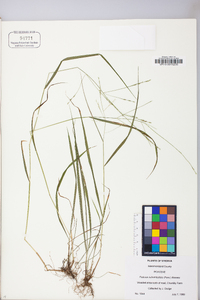 Festuca subverticillata image