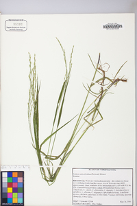 Festuca subverticillata image