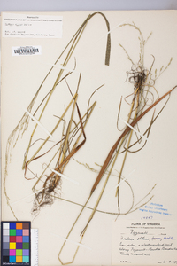 Festuca subverticillata image