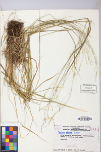 Festuca subverticillata image