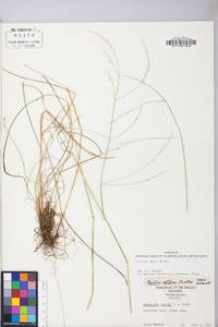 Festuca subverticillata image