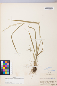 Festuca subverticillata image