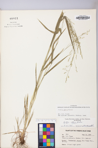 Festuca subverticillata image