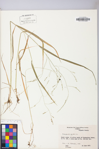 Festuca subverticillata image