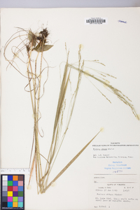 Festuca subverticillata image