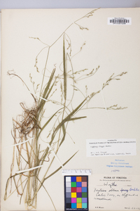 Festuca subverticillata image