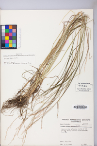 Festuca subverticillata image