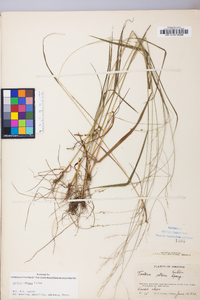 Festuca subverticillata image