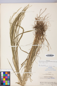 Festuca subverticillata image