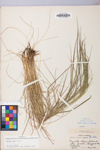 Festuca subverticillata image