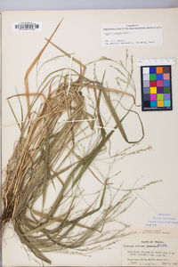 Festuca subverticillata image