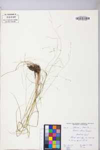 Festuca subverticillata image