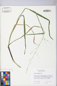 Glyceria acutiflora image