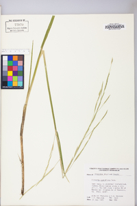 Glyceria acutiflora image