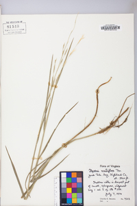 Glyceria acutiflora image