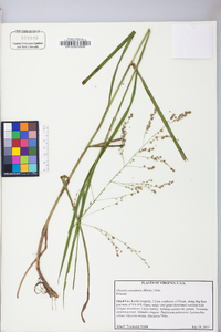 Glyceria canadensis image