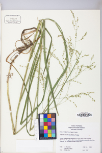 Glyceria canadensis image