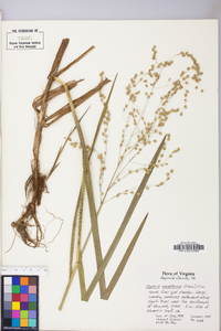 Glyceria canadensis image