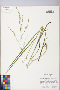 Glyceria canadensis image