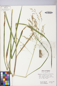 Glyceria canadensis image