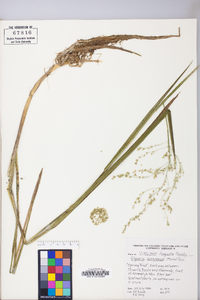 Glyceria canadensis image