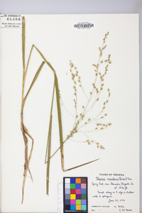 Glyceria canadensis image