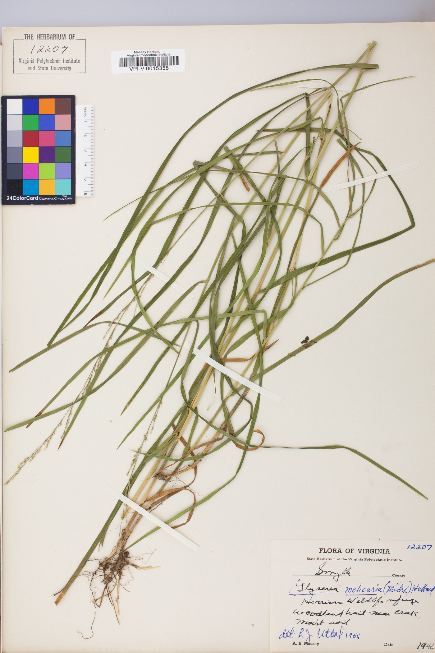 Glyceria melicaria image