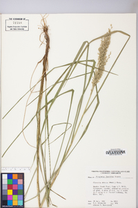 Glyceria obtusa image