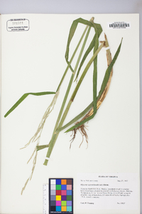 Glyceria septentrionalis image