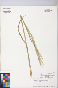 Glyceria septentrionalis image