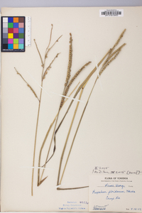 Paspalum floridanum image