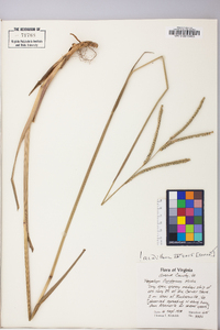 Paspalum floridanum image