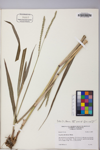 Paspalum floridanum image