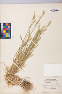 Hordeum pusillum image