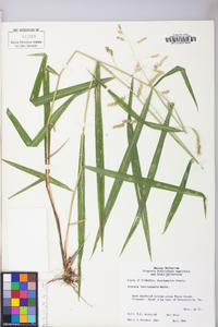 Leersia lenticularis image