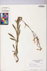 Penstemon australis image