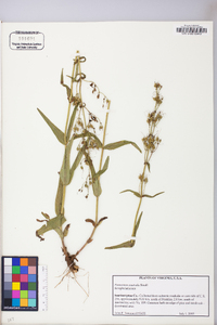 Penstemon australis image