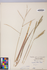 Paspalum laeve image