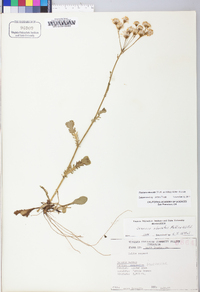 Packera obovata image