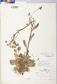 Packera obovata image